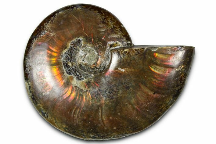 Polished Red Flash Ammonite (Cleoniceras) Fossil - Madagascar #367709